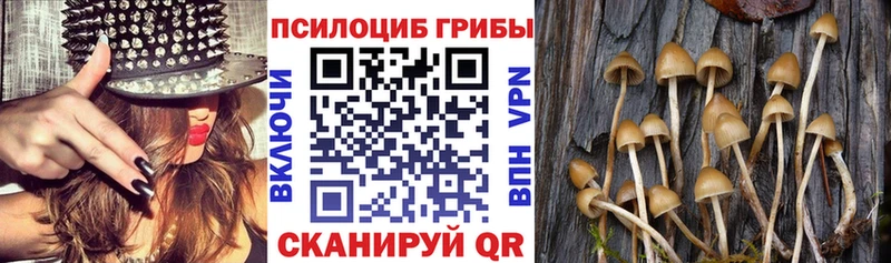 Псилоцибиновые грибы Psilocybine cubensis  Воронеж 